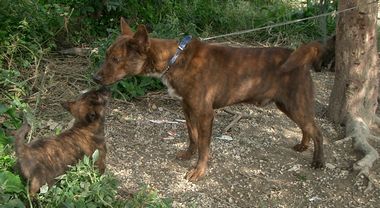 060124琉球犬.jpg
