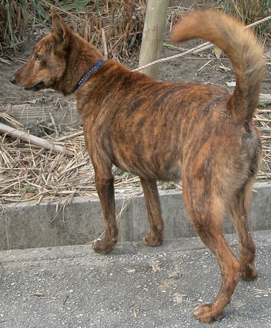 琉球犬 について 生きた文化遺産 琉球犬 ブログ