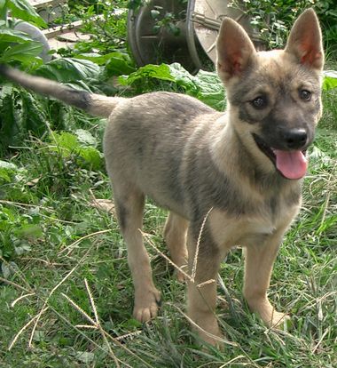 琉球犬 の頒布について 生きた文化遺産 琉球犬 ブログ