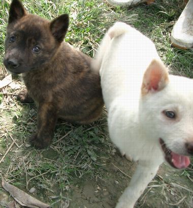 060204琉球犬の仔犬.jpg