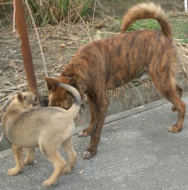 060211琉球犬.jpg