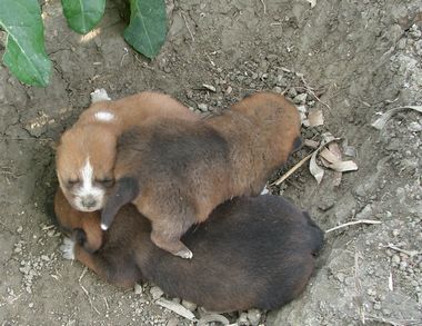 060214生後10日の琉球犬の仔犬3頭.jpg