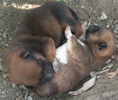 060214生後10日の琉球犬の仔犬3頭.jpg