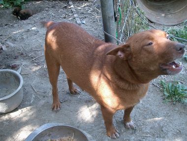 060214母犬.jpg