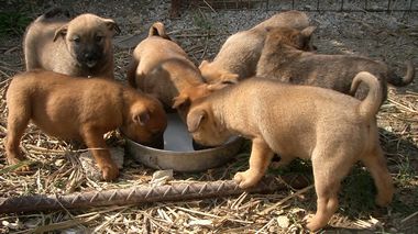 060215琉球犬の仔犬.jpg
