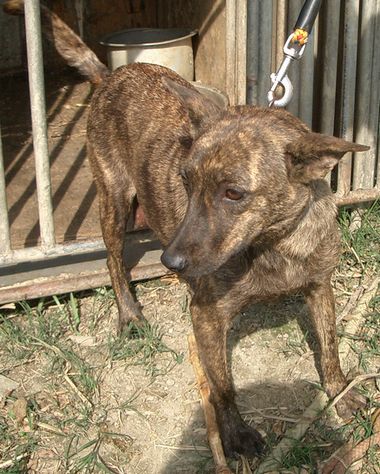060217赤トゥラーの仔犬の母犬.jpg