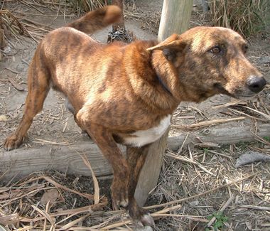 琉球犬の種類 赤トゥラー 生きた文化遺産 琉球犬 ブログ