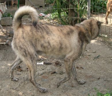 琉球犬の種類 白トゥラー 生きた文化遺産 琉球犬 ブログ