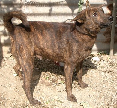琉球犬の種類 黒トゥラー 生きた文化遺産 琉球犬 ブログ
