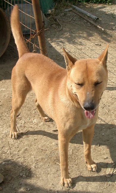 琉球犬の種類 アカイン マスク 生きた文化遺産 琉球犬 ブログ