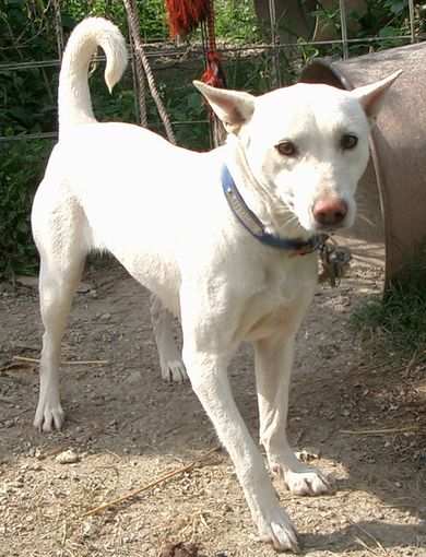 琉球犬の種類 白 生きた文化遺産 琉球犬 ブログ