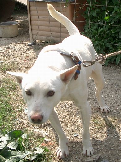 琉球犬の種類 白 生きた文化遺産 琉球犬 ブログ