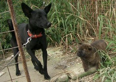 琉球犬の種類 黒 生きた文化遺産 琉球犬 ブログ
