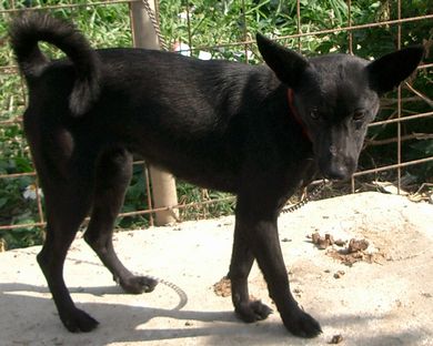 琉球犬の種類 黒 生きた文化遺産 琉球犬 ブログ