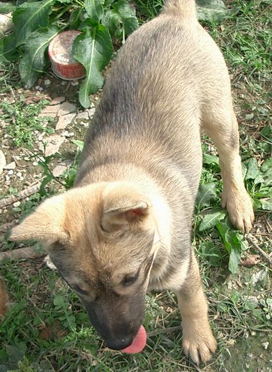 琉球犬の種類 ゴマ 生きた文化遺産 琉球犬 ブログ