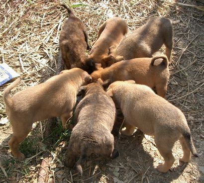060228琉球犬の仔犬たち.jpg