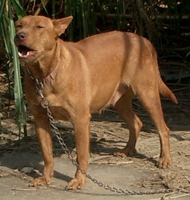 琉球犬の種類 アカイン ゴールドアイ 生きた文化遺産 琉球犬 ブログ