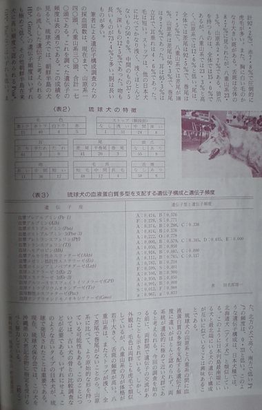 愛犬ジャーナル1994年7月号80頁.jpg
